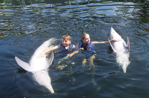 Swim with Dolphins!
