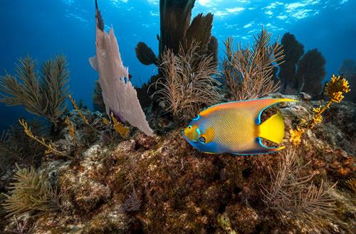 Scuba Dive with Angel Fish!