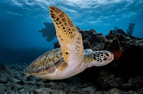 Scuba Dive with Turtles!