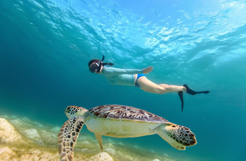 Snorkel with Turtles!