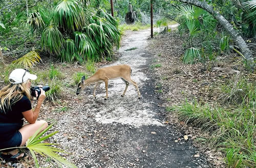 Nature Tour - Key Deer